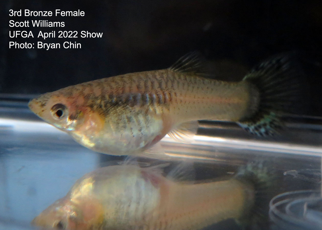 bronze female guppy