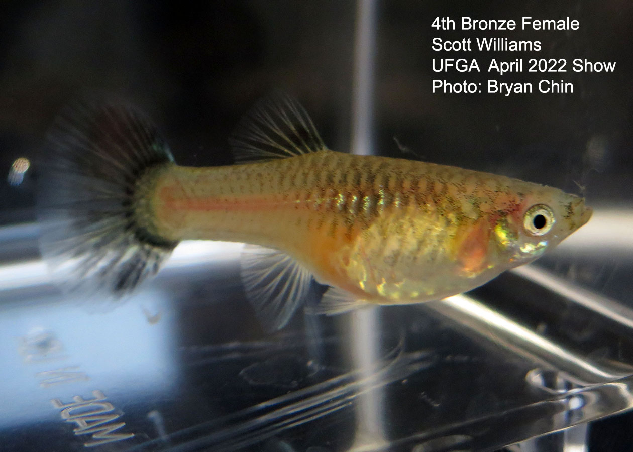 bronze female guppy