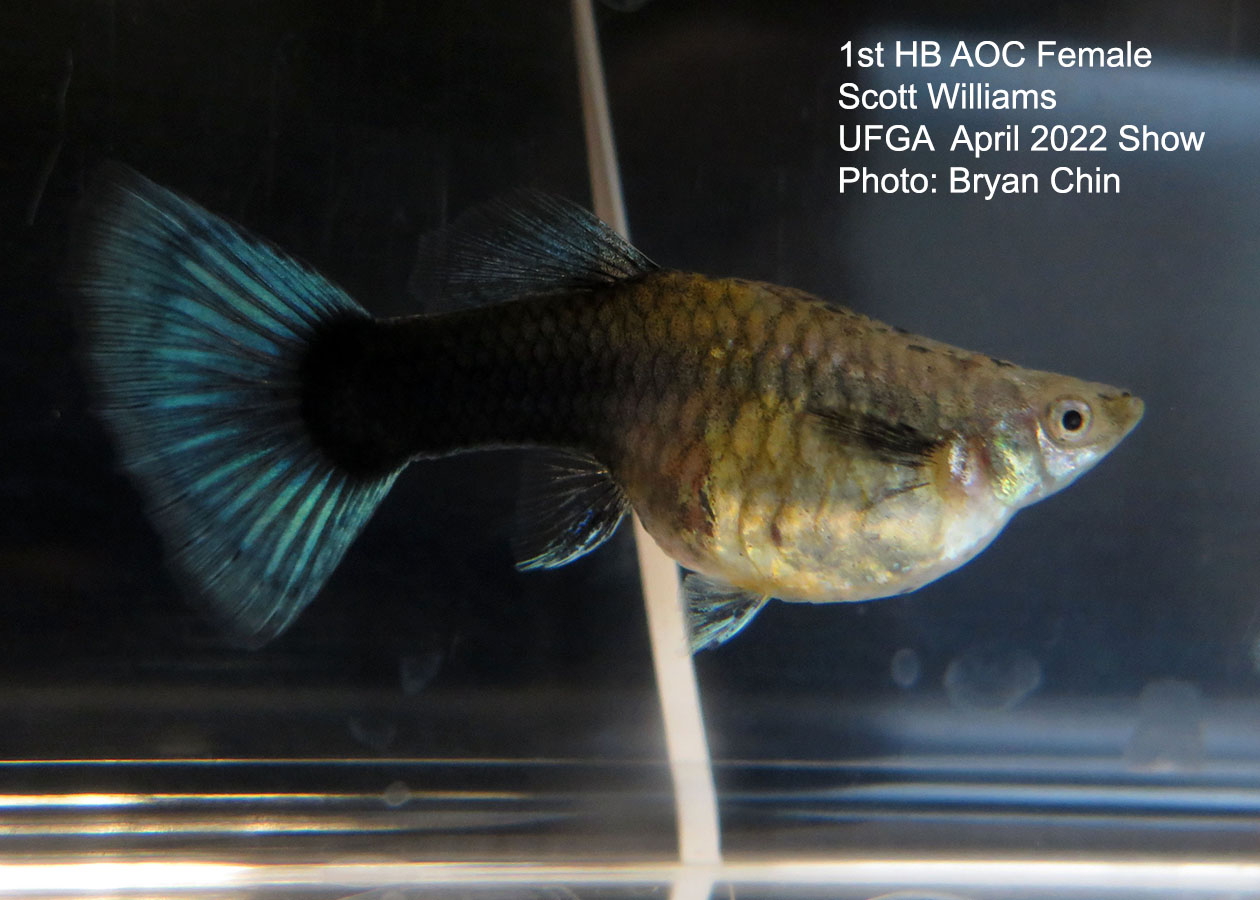 half black female guppy