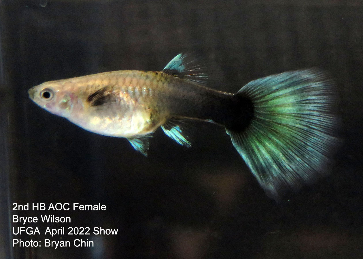 half black female guppy