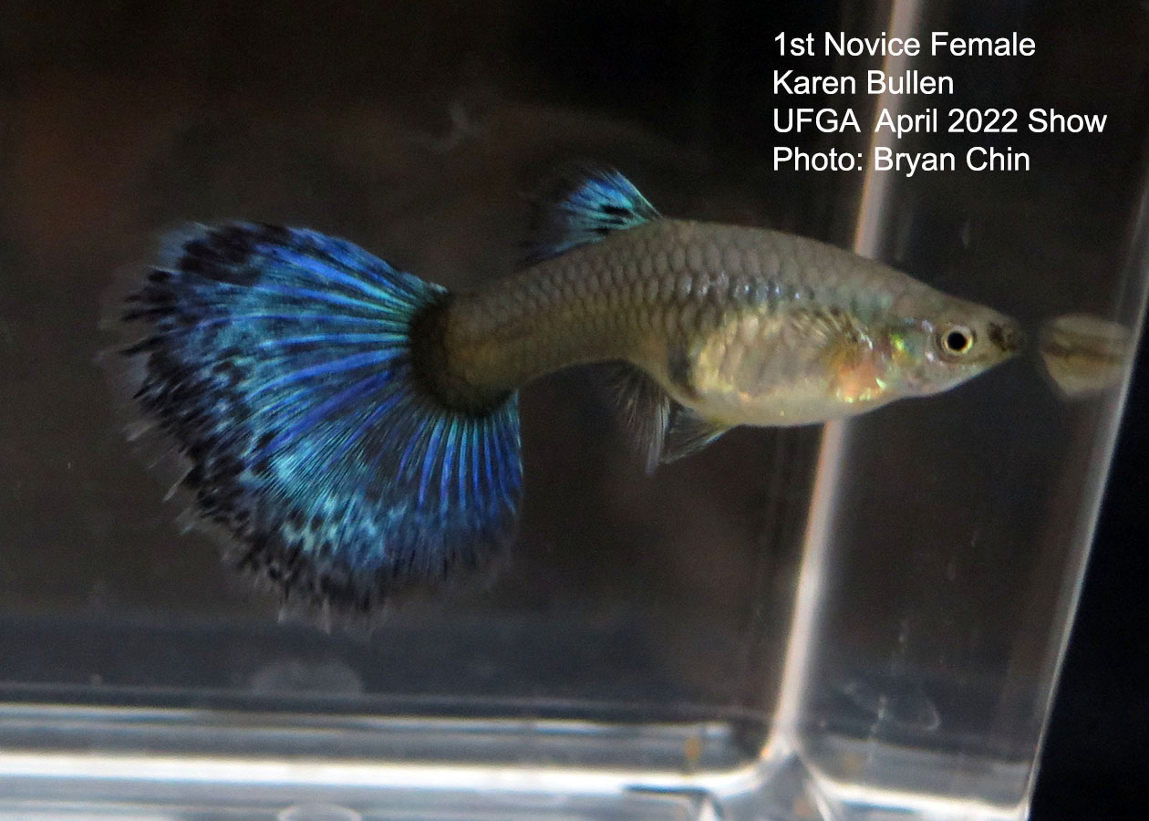 female guppy