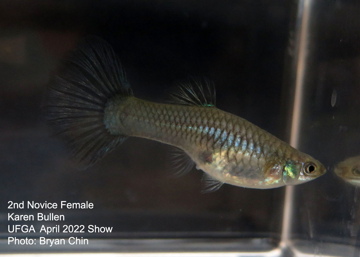 female guppy