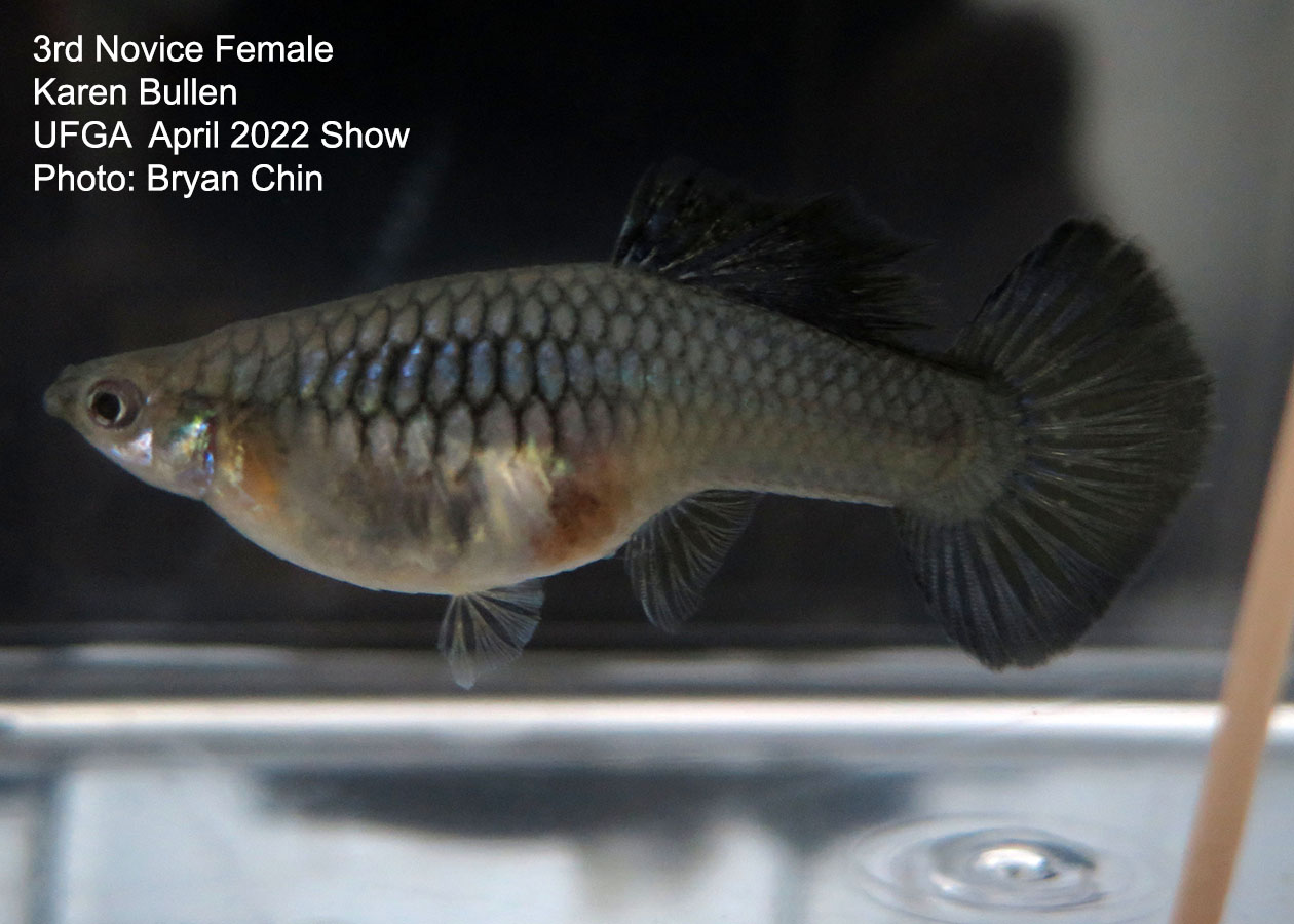 female guppy