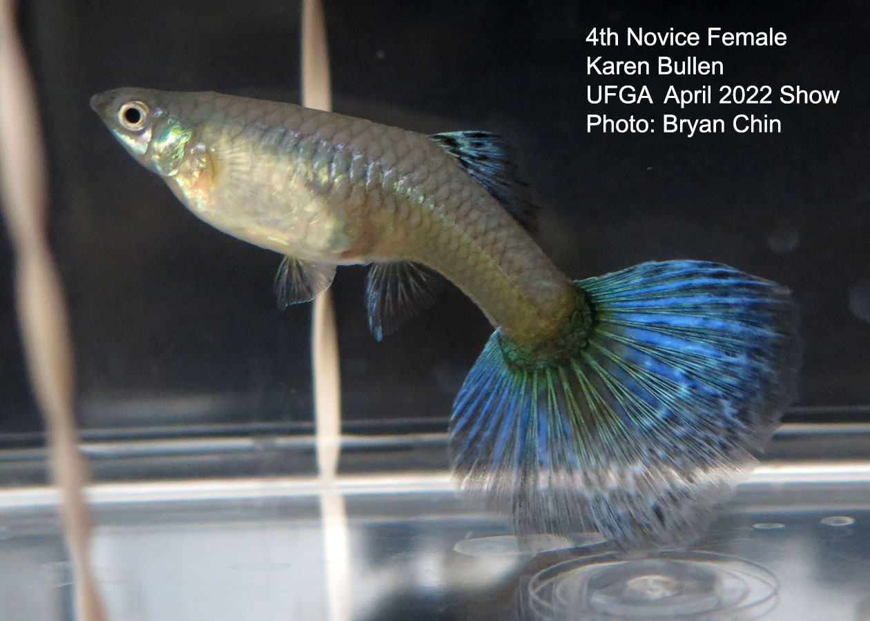 female guppy