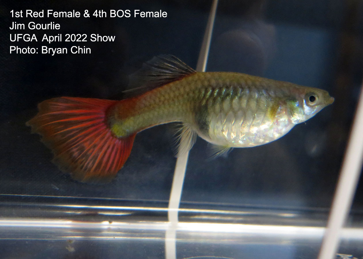 red female guppy