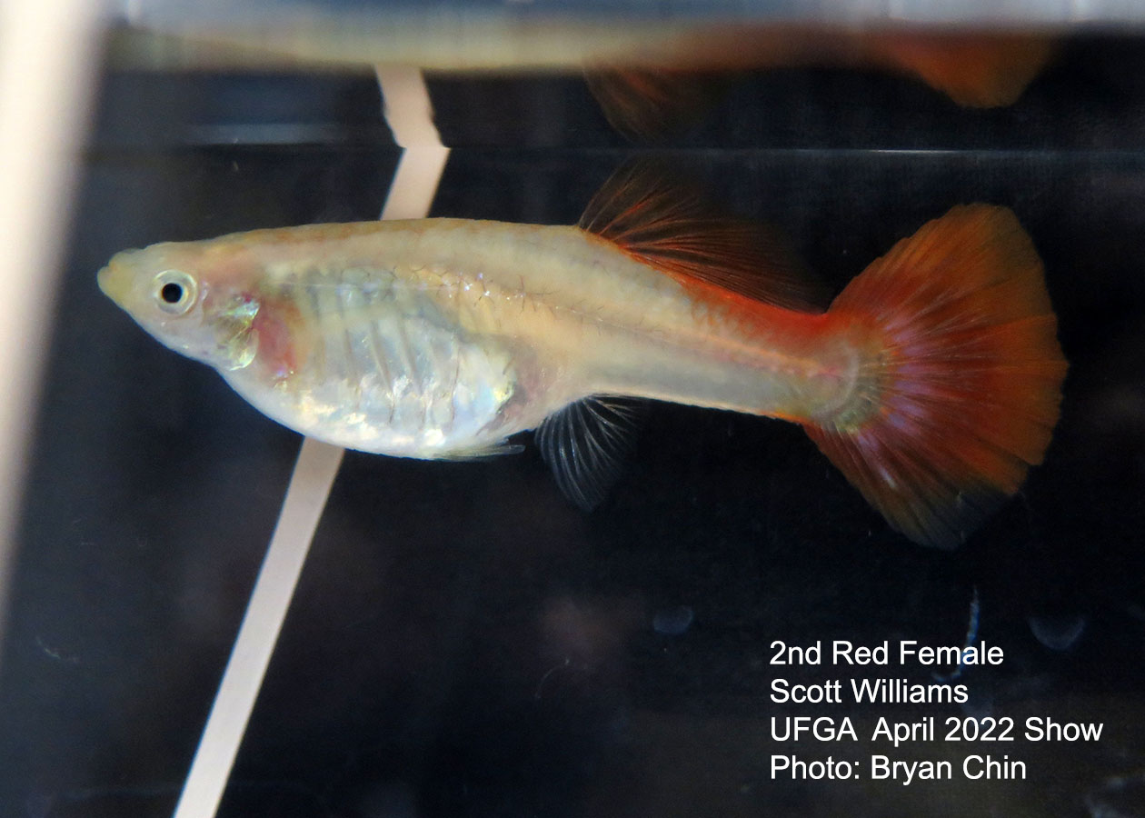 red female guppy