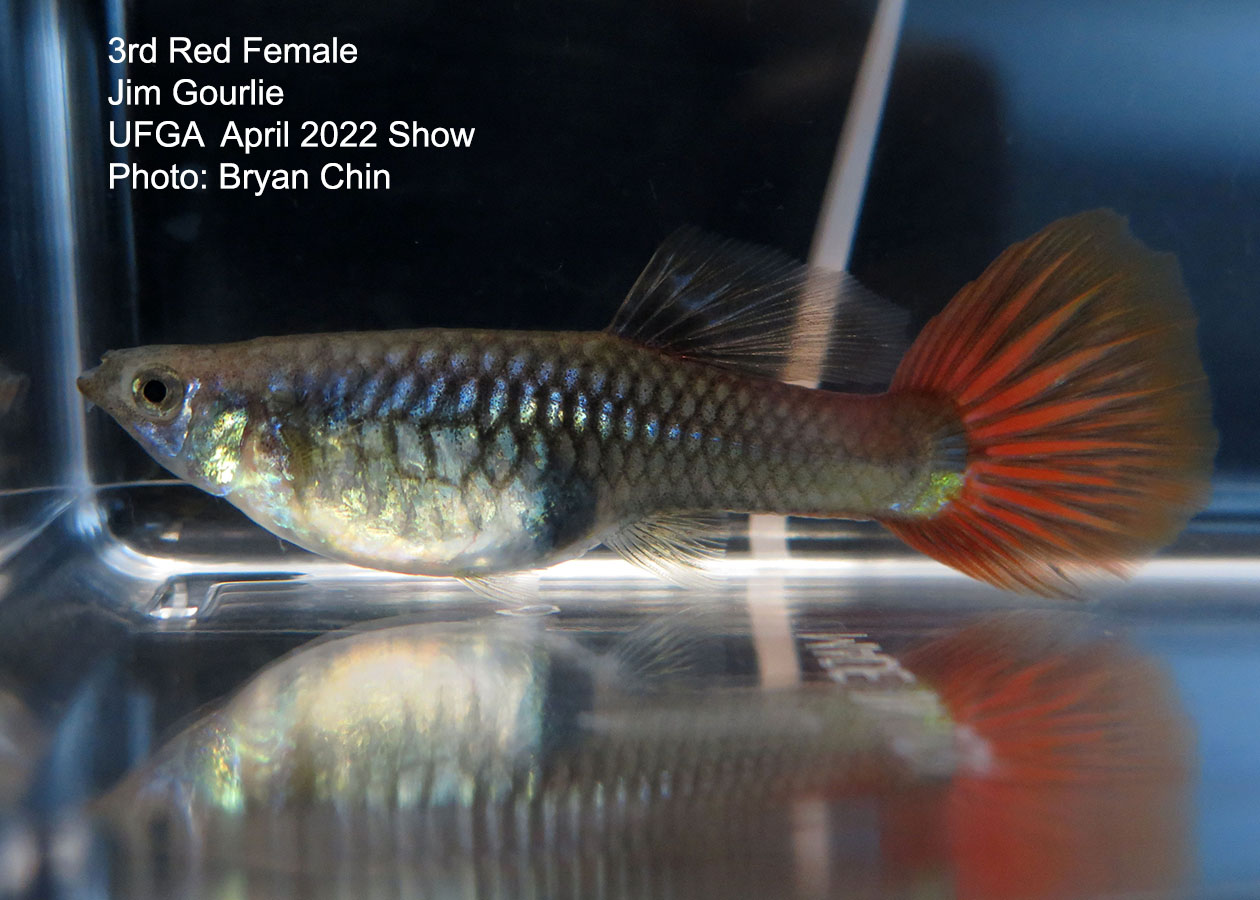 red female guppy