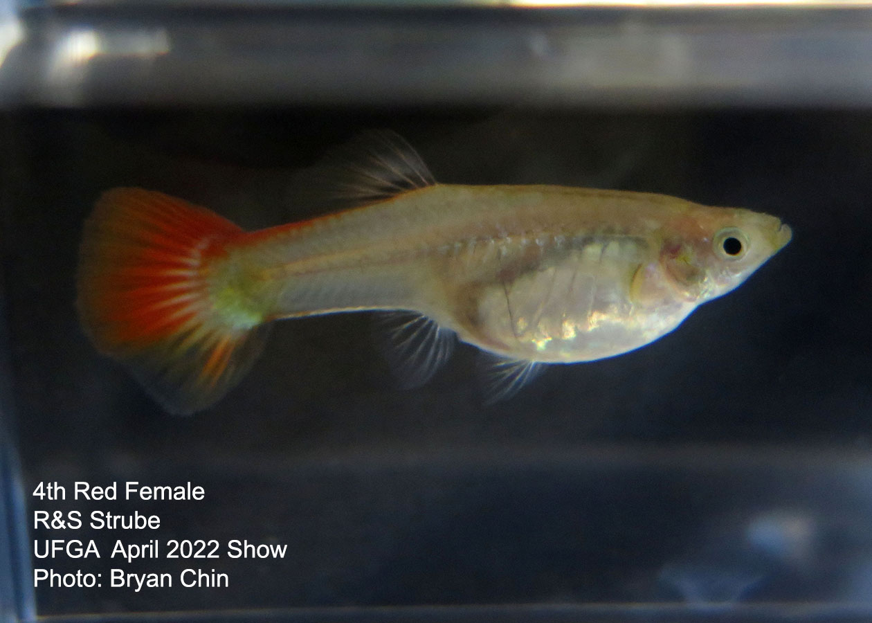 red female guppy