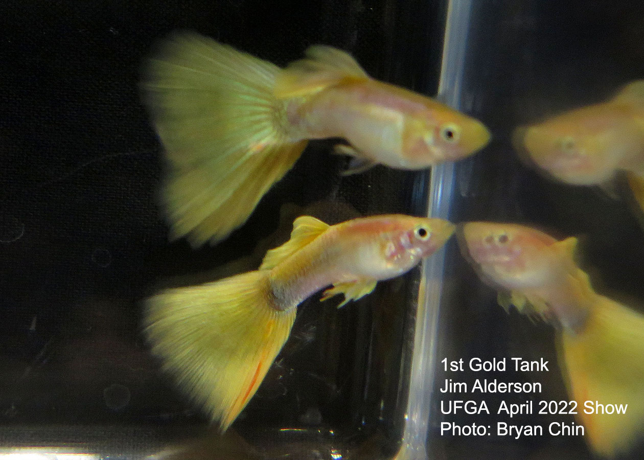 gold guppy