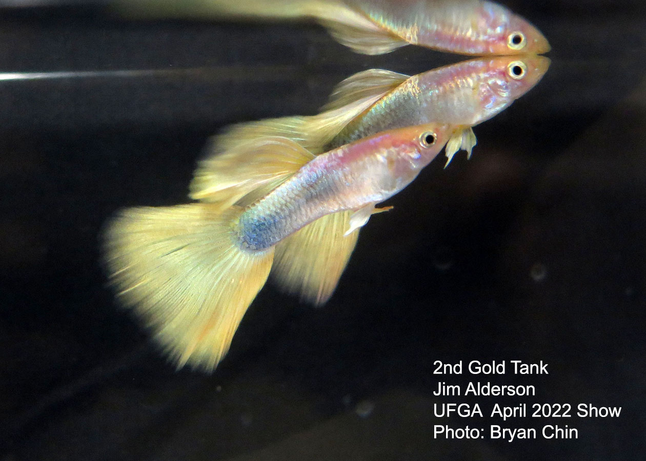 gold guppy