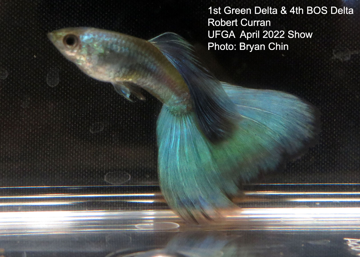 green moscow guppy