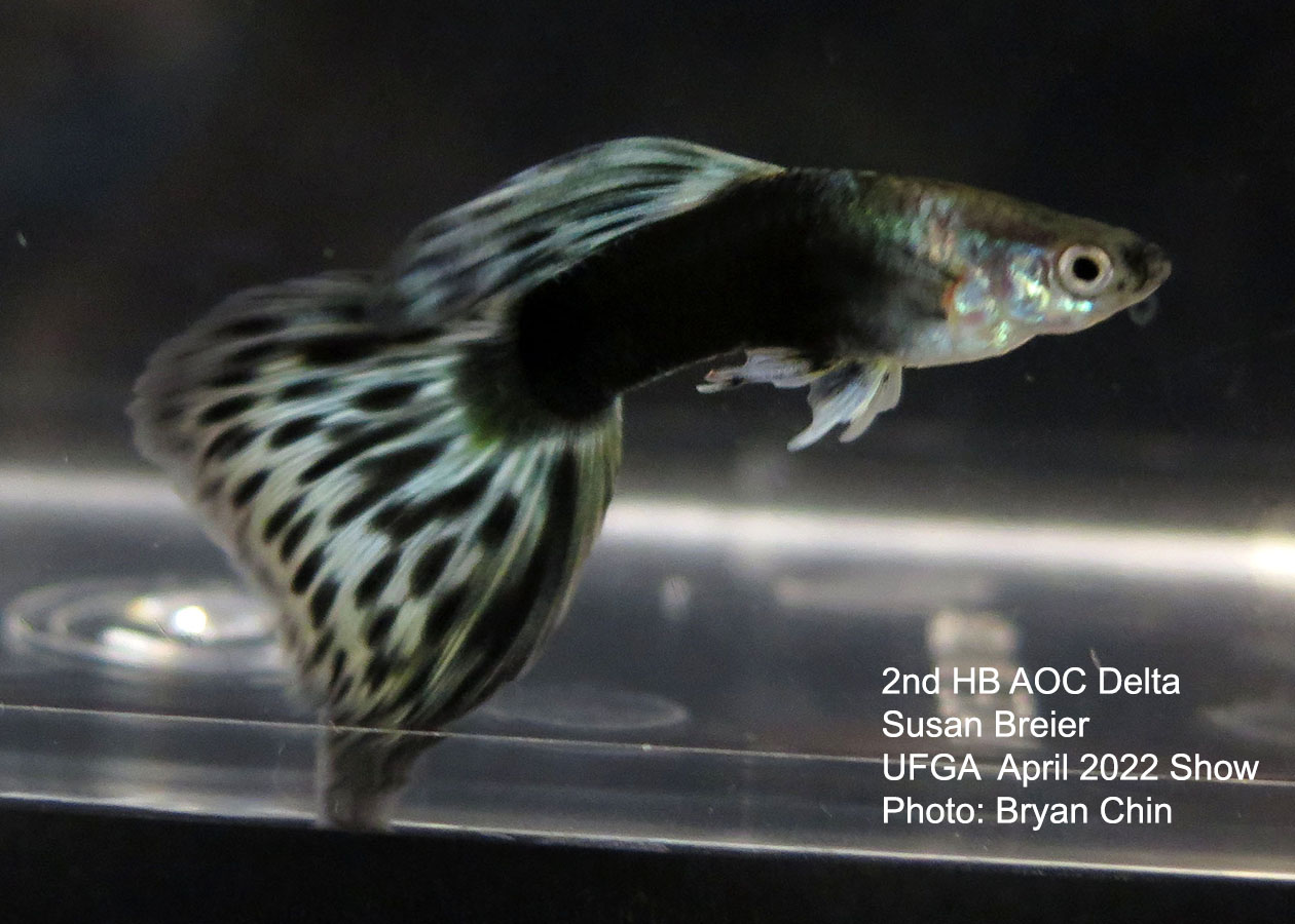 half black aoc guppy