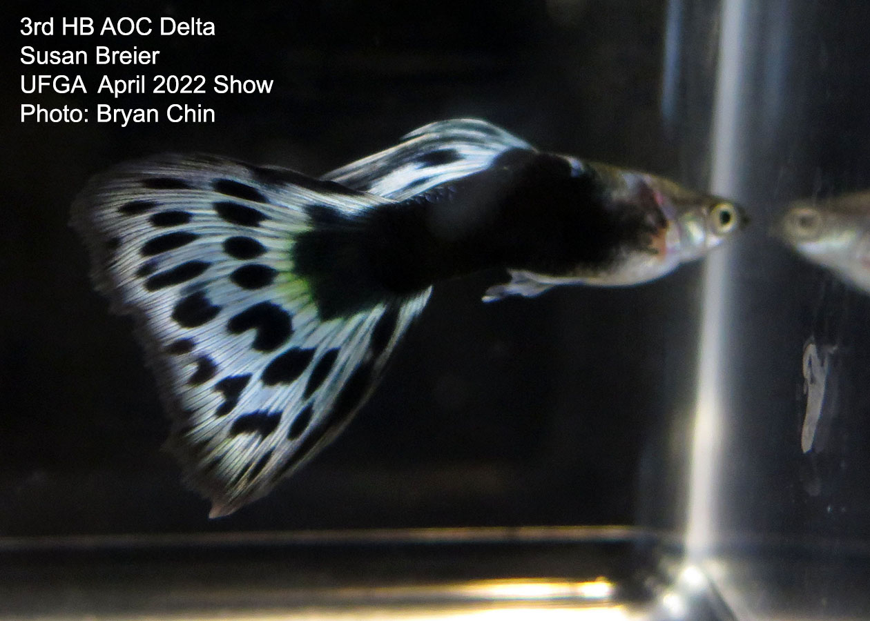 half black aoc guppy