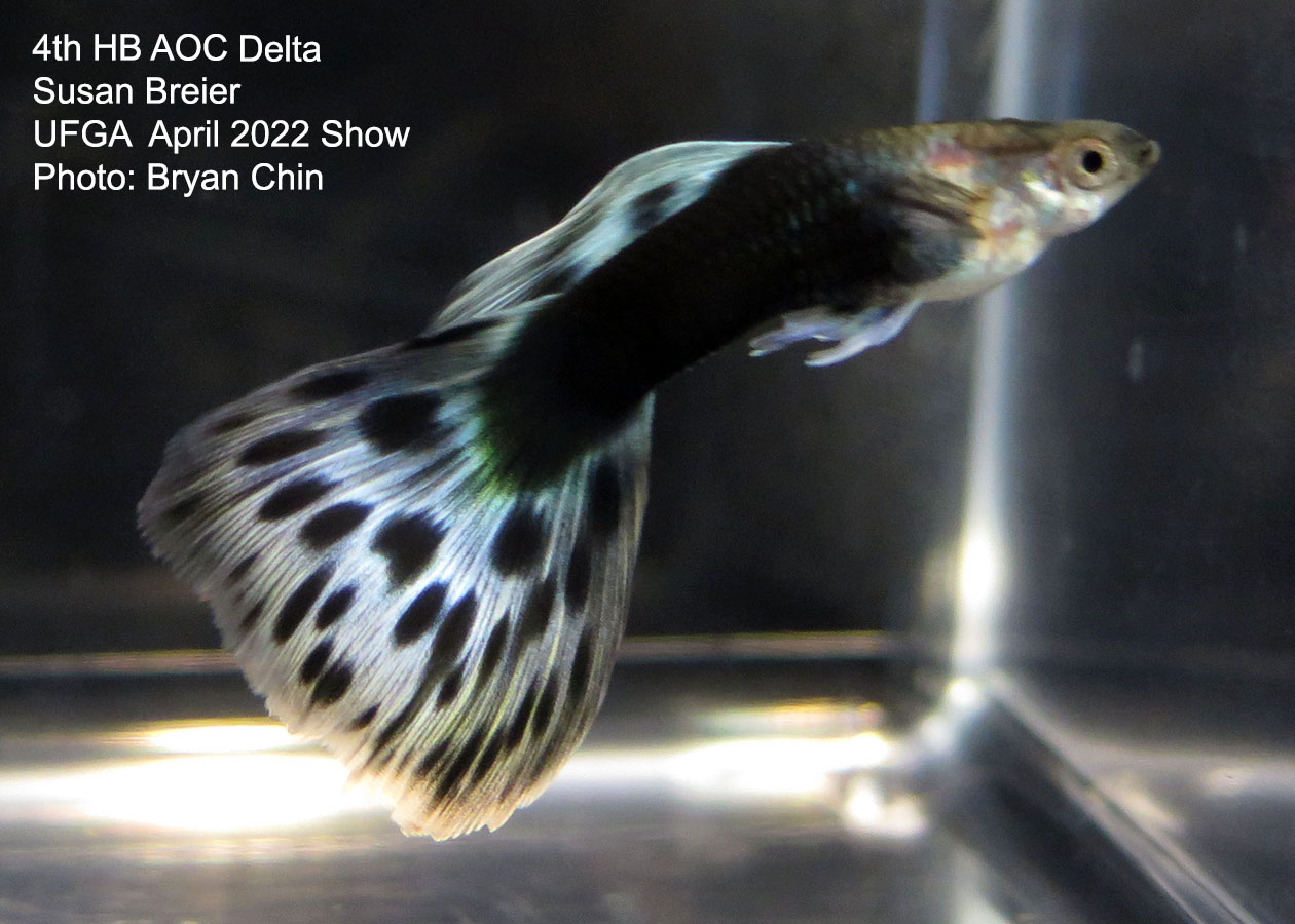 half black aoc guppy