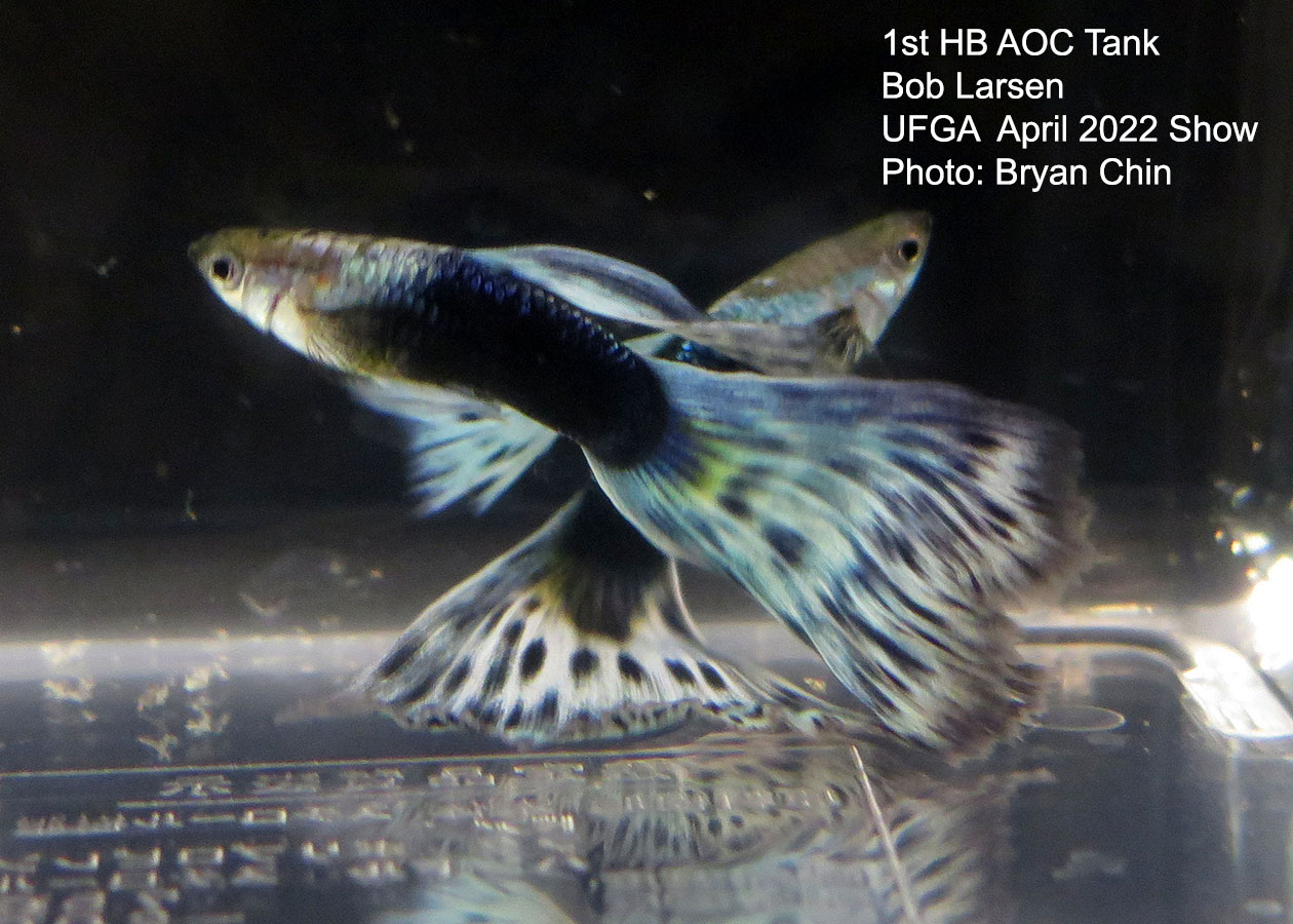 half black aoc guppy