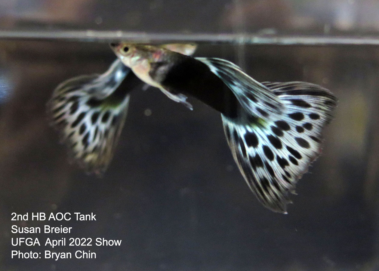 half black aoc guppy