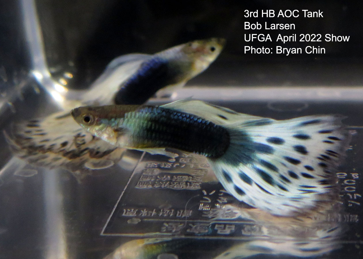 half black aoc guppy