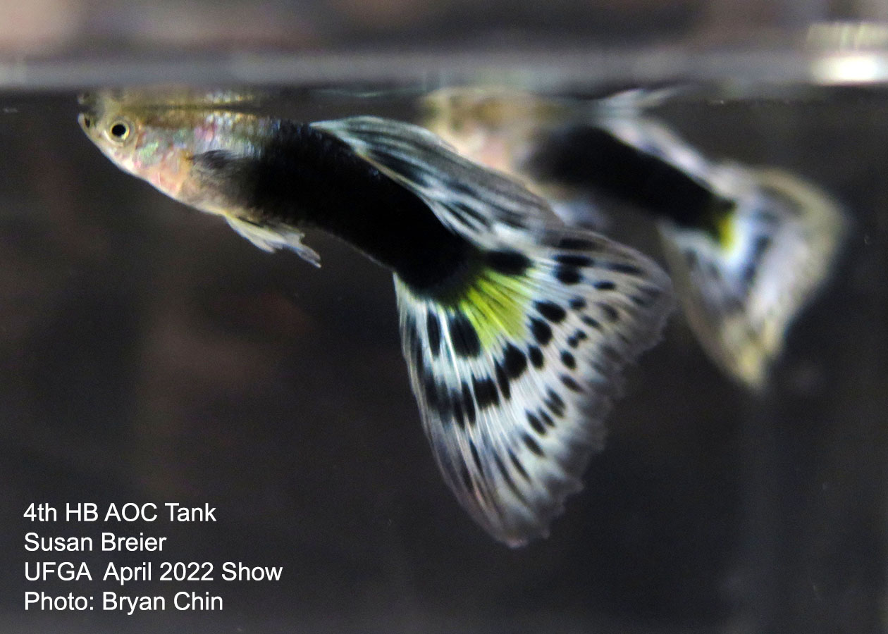 half black aoc guppy