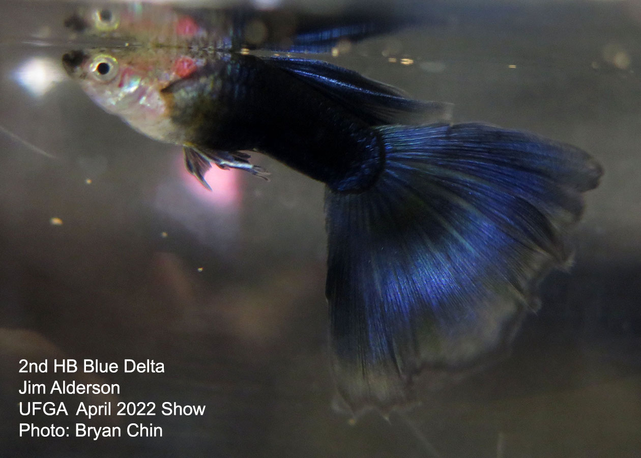 half black blue guppy