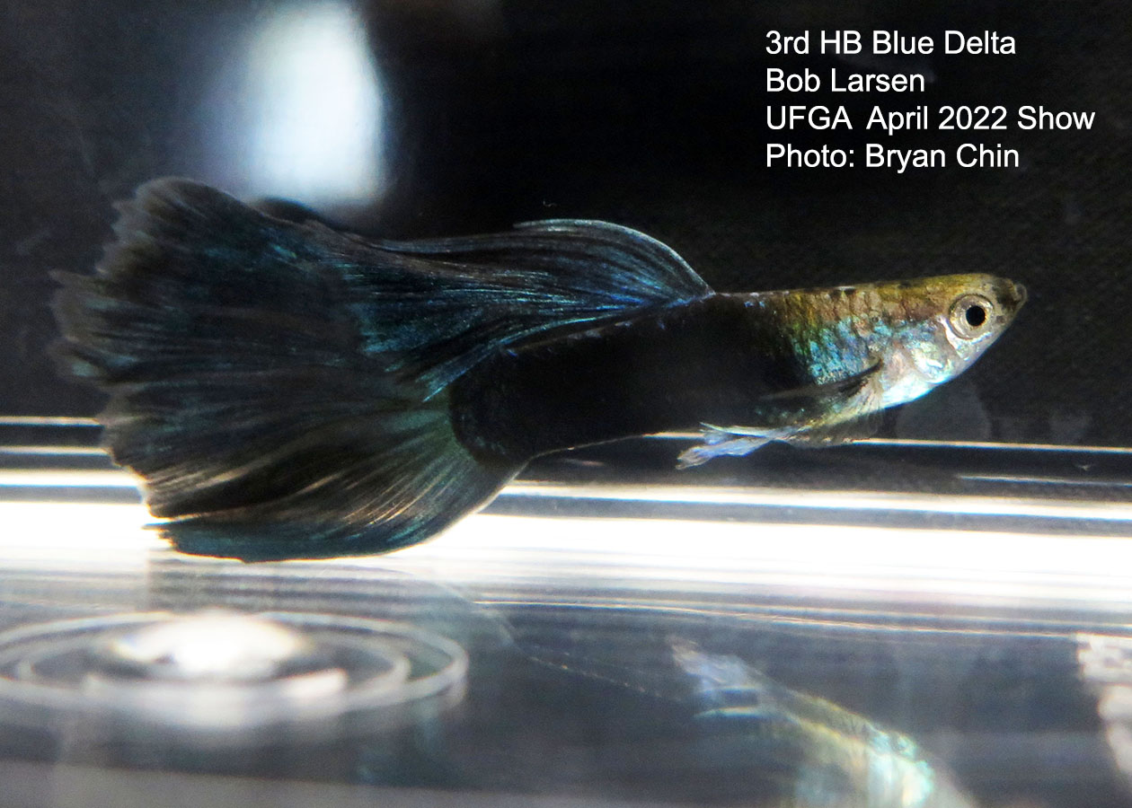 half black blue guppy