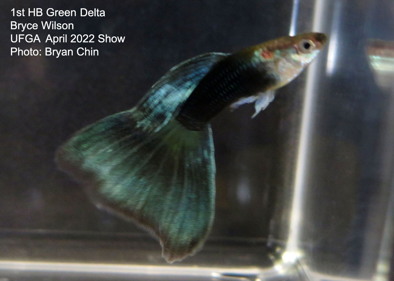 half black green guppy