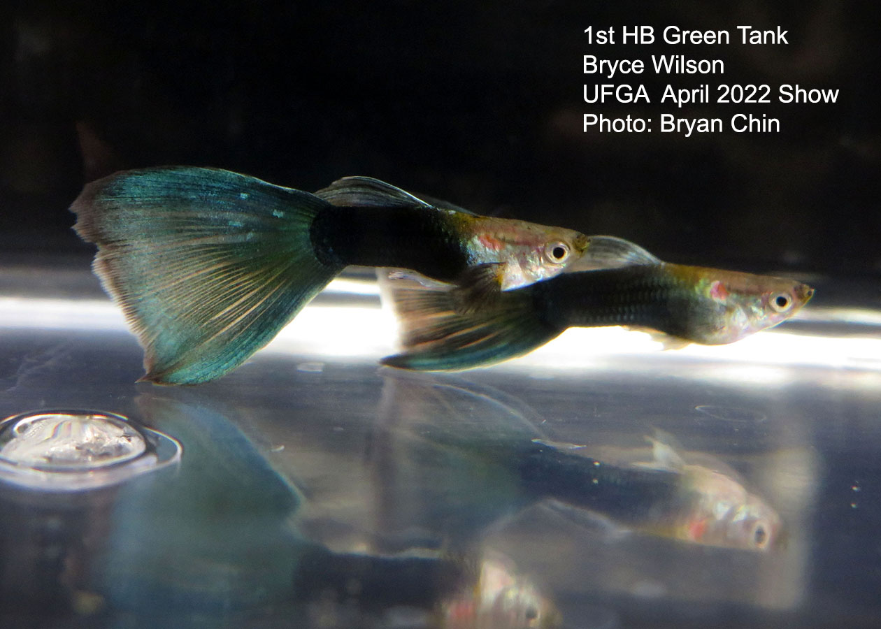 half black green guppy