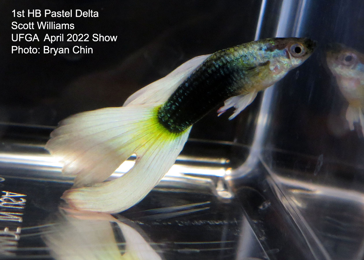 half black pastel guppy