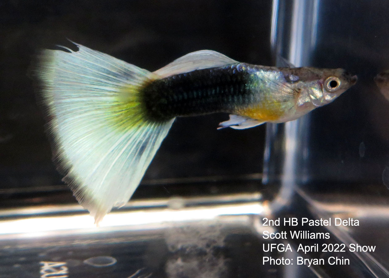 half black pastel guppy