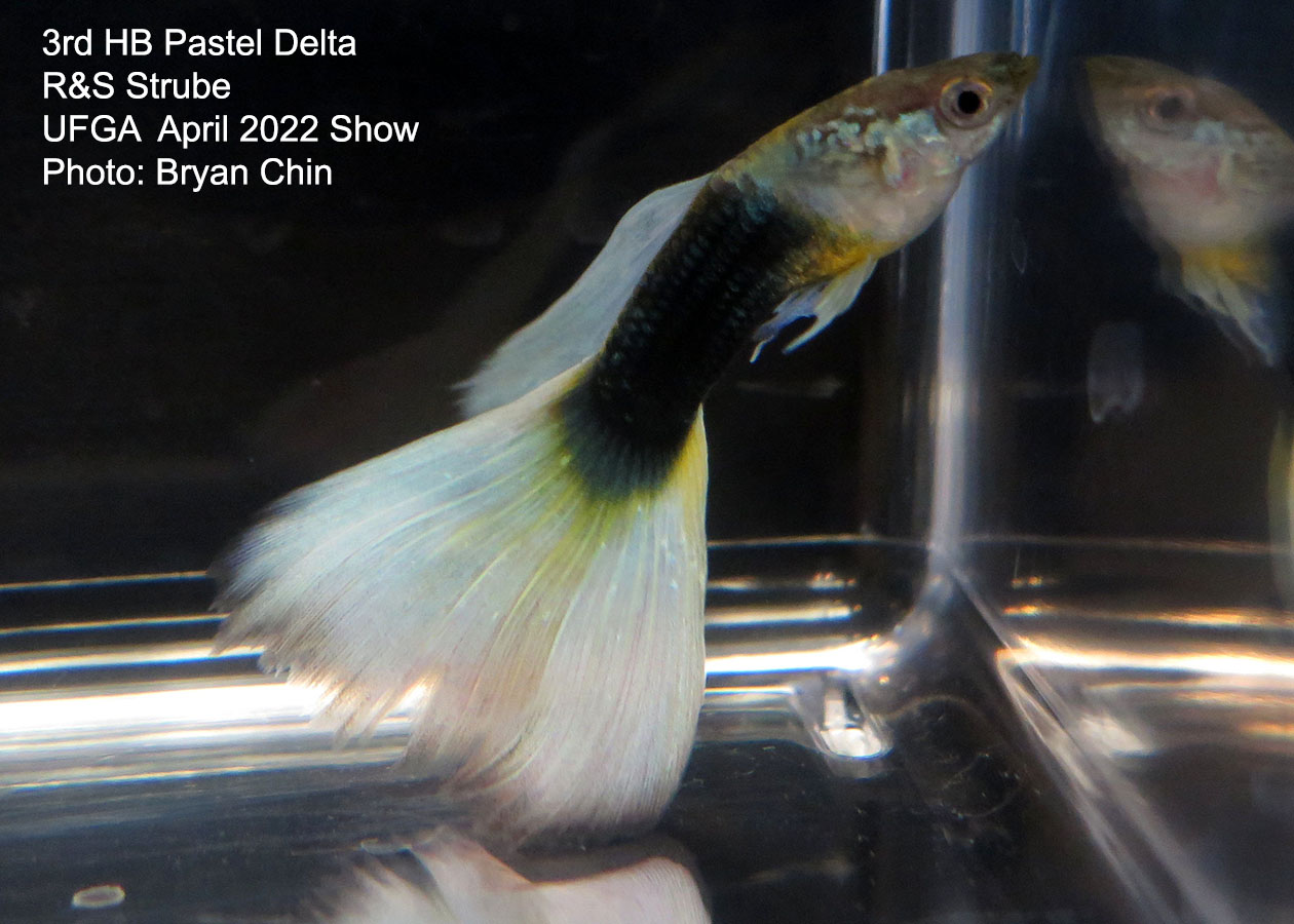 half black pastel guppy