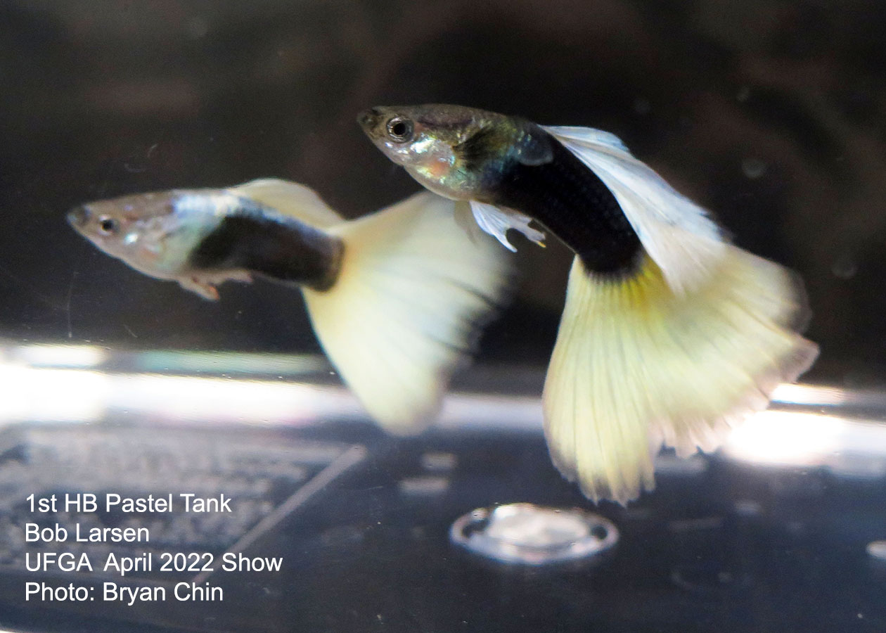 half black pastel guppy