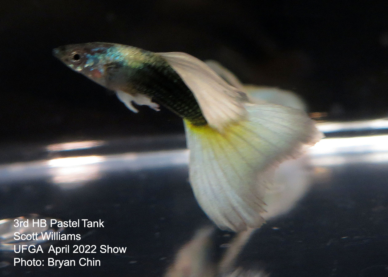 half black pastel guppy