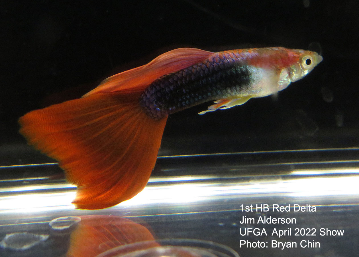 half black red guppy