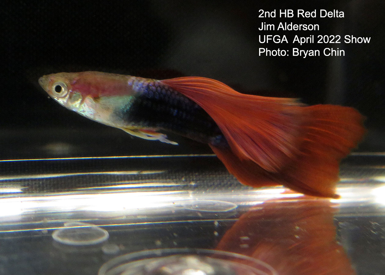 half black red guppy