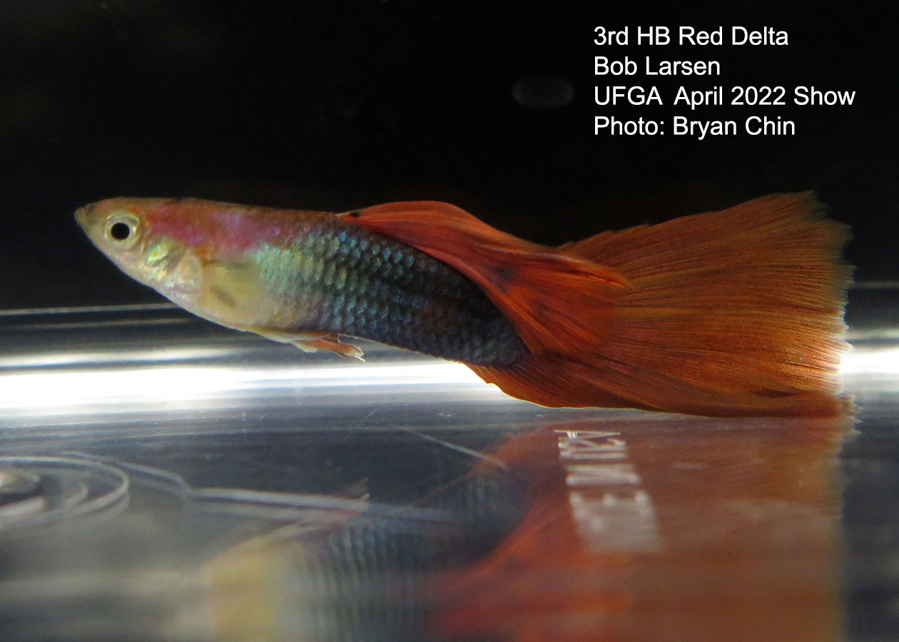 half black red guppy