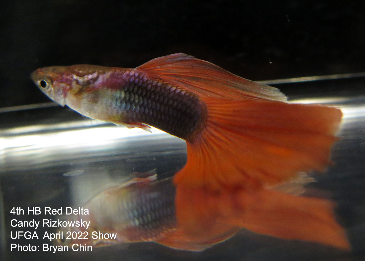 half black red guppy