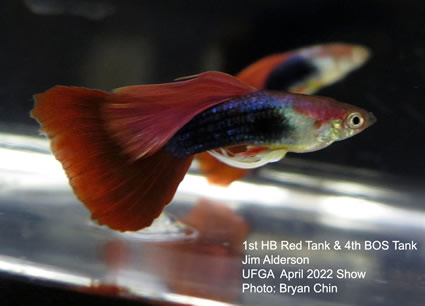 half black red guppy