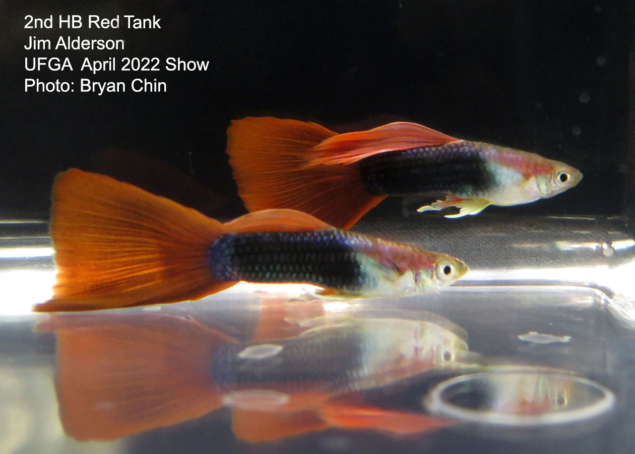 half black red guppy