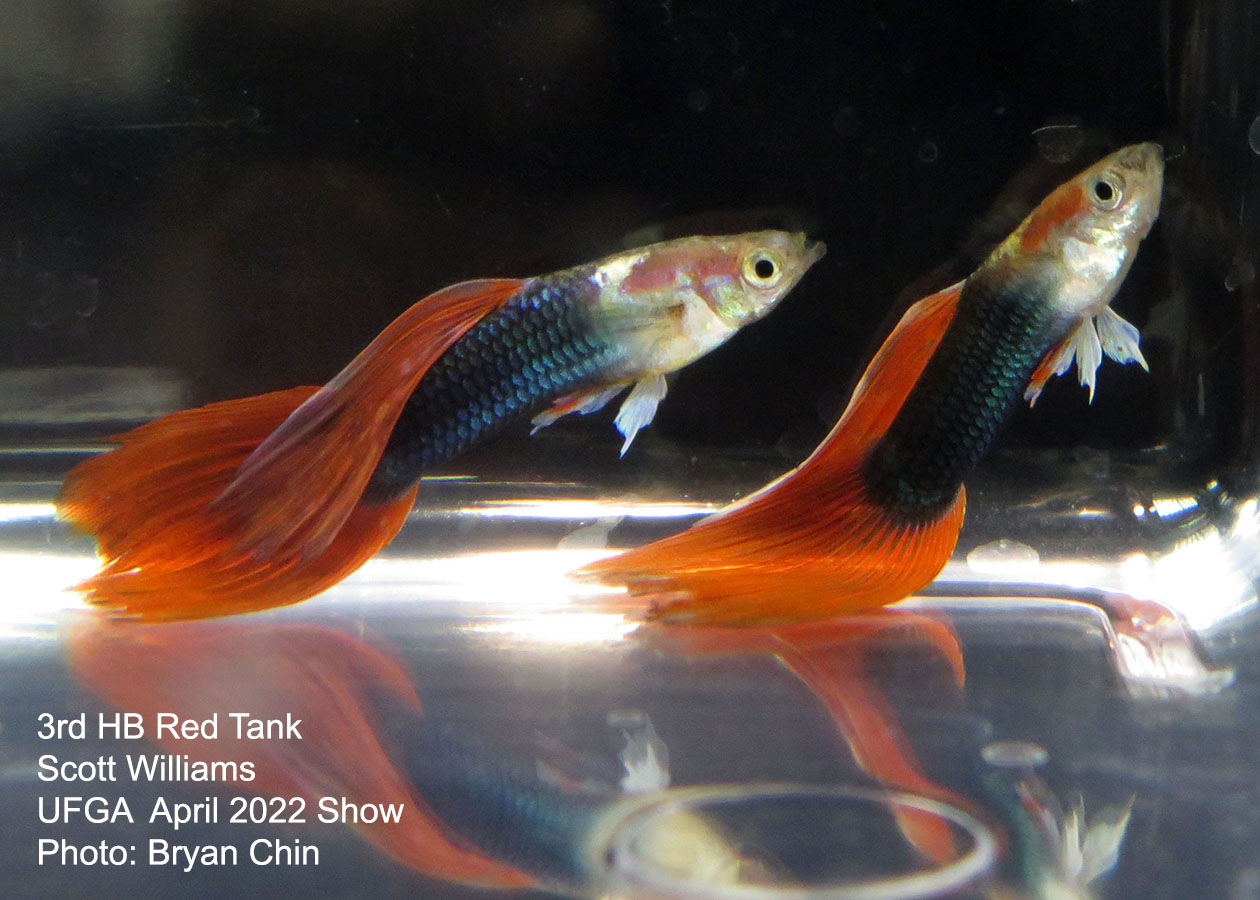 half black red guppy