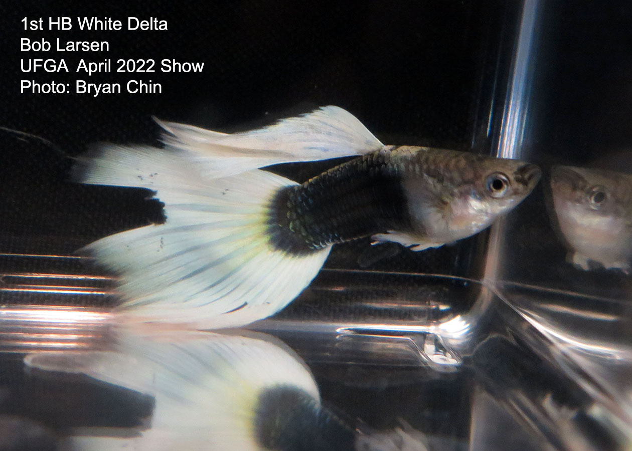 half black white guppy