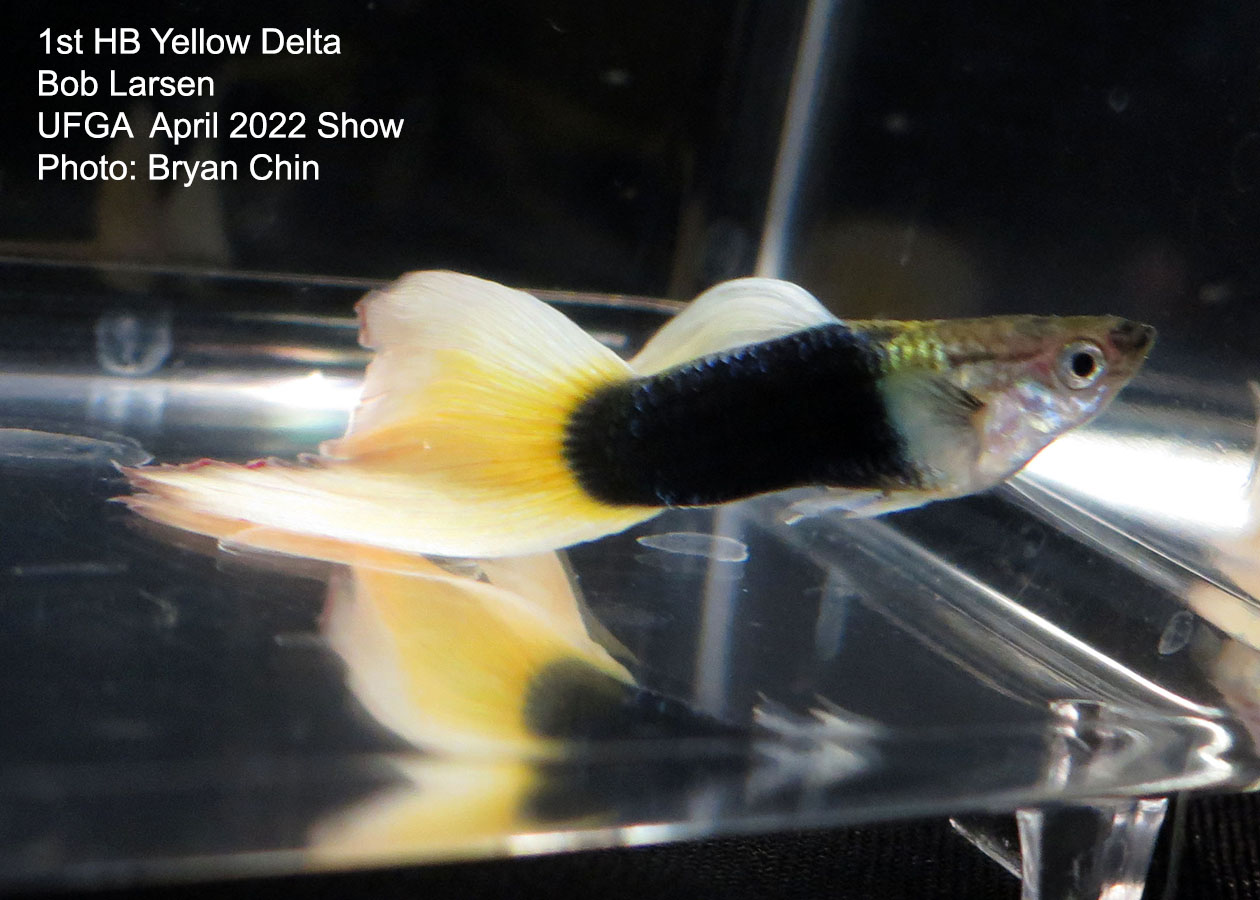 half black yellow guppy