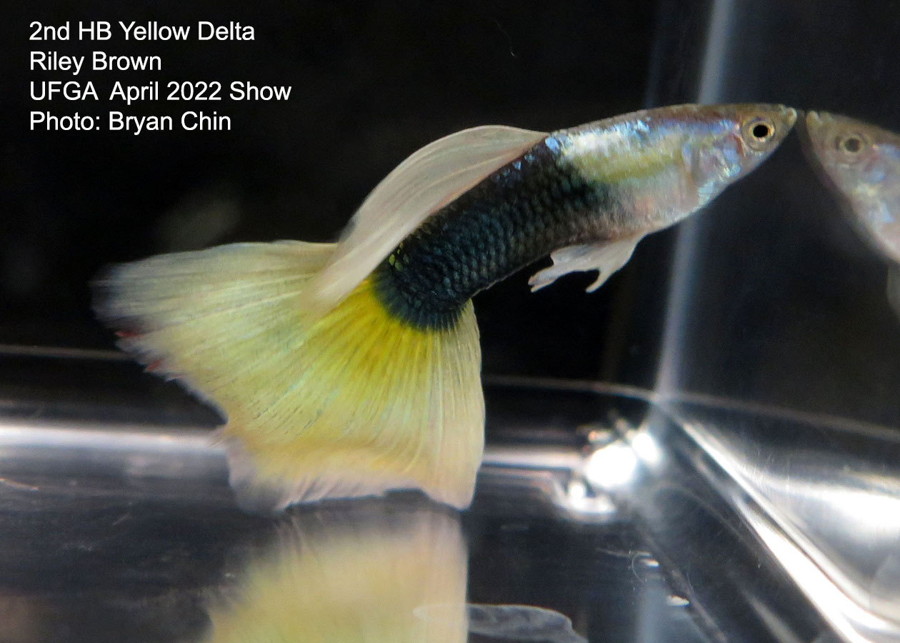 half black yellow guppy