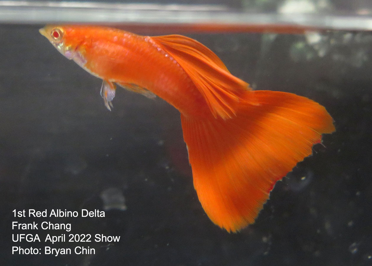 red albino guppy