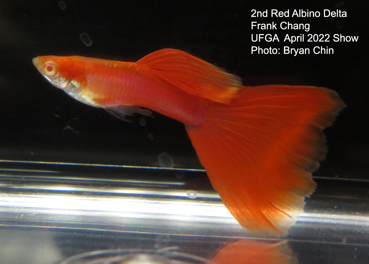 Red albino guppy