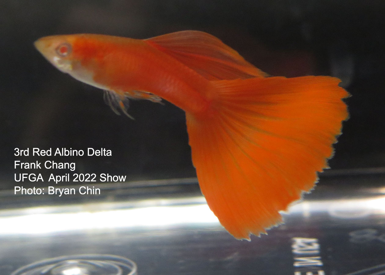 red albino guppy