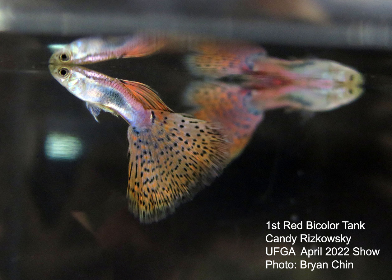 red bicolor guppy