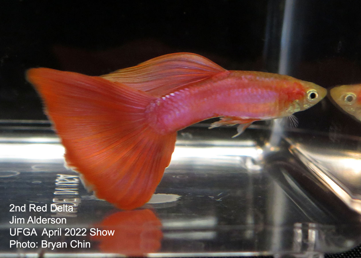 red guppy