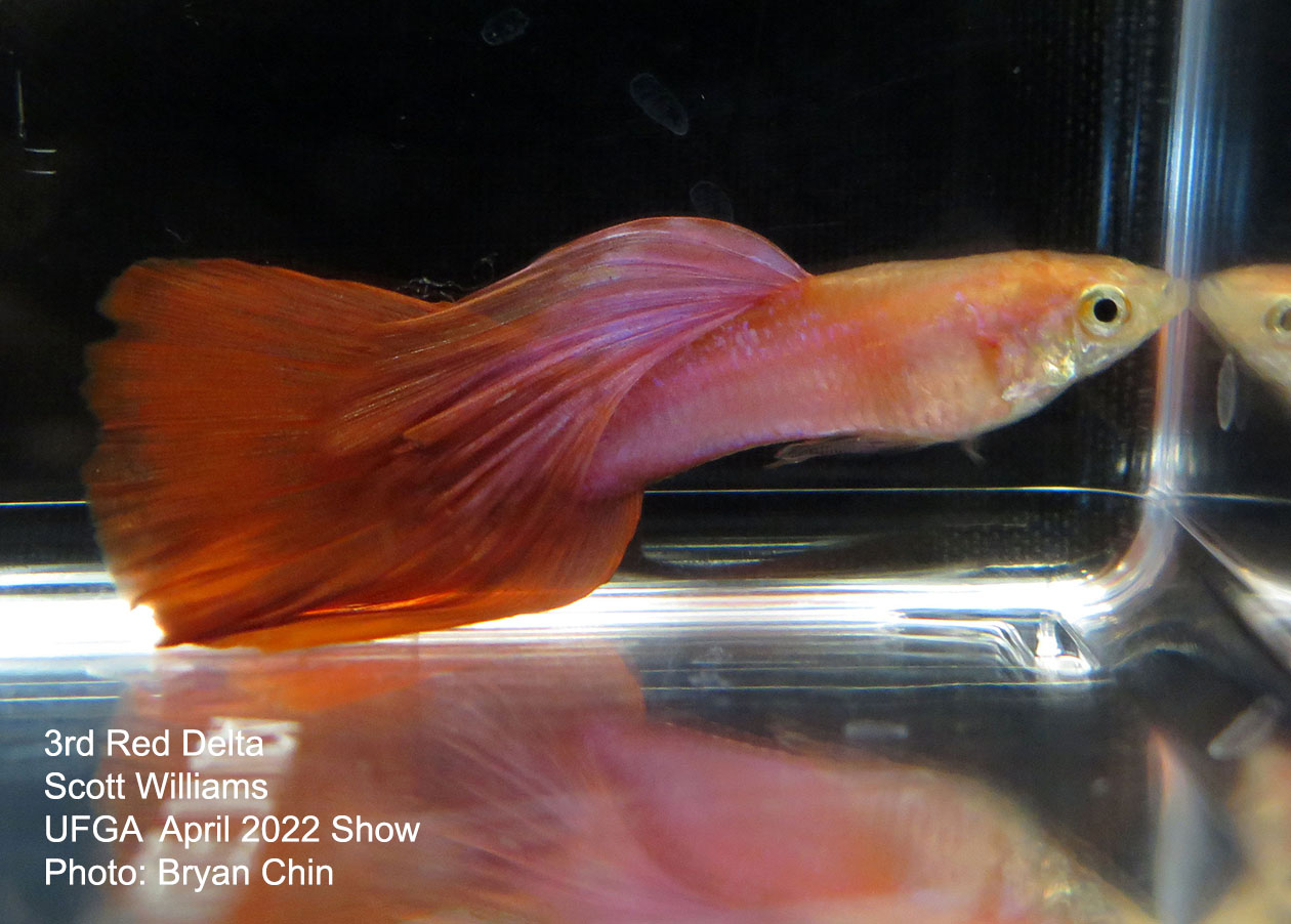 red guppy