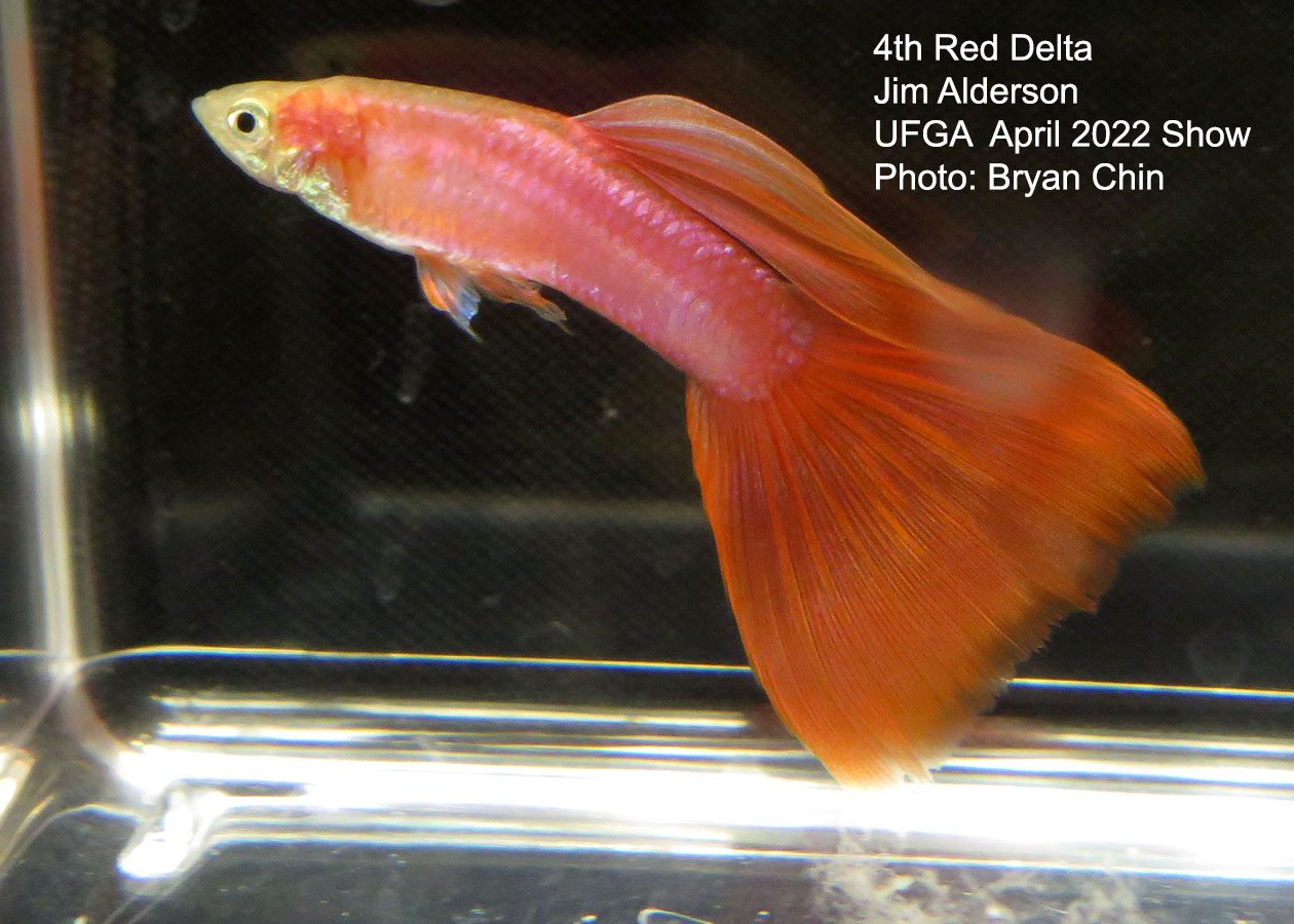 red guppy