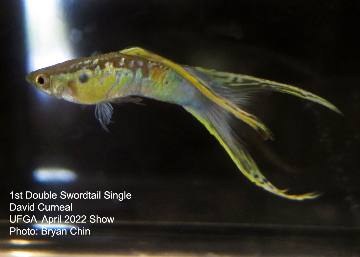 swordtail guppy