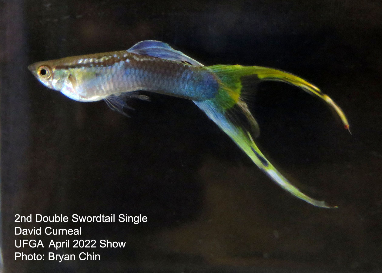 swordtail guppy